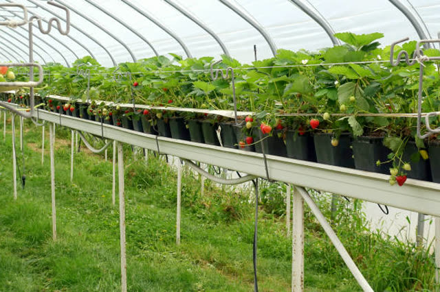 Strawberries fruiting in raised substrate gutters in a commercial greenhouse