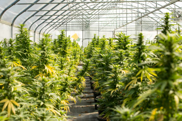 Rows of flowering cannabis plants in a commercial greenhouse