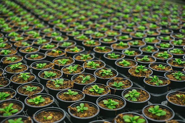 Hundreds of young potted plants in rows in a commercial nursery