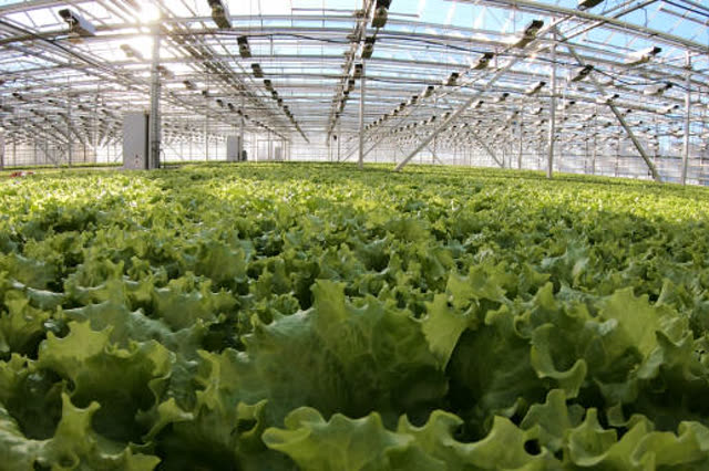 Rows of leafy greenhouse vegetables under a steel truss roof