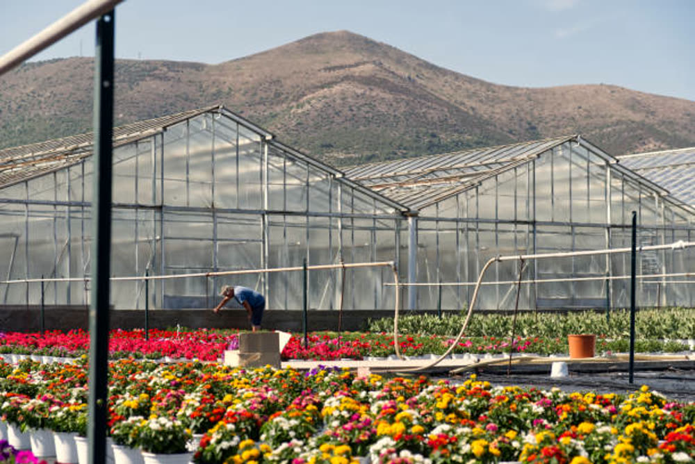 A grower tending vibrant flowering crops in front of a range of commercial glasshouses