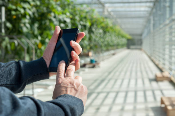 A grower's hands holding a phone at the head of a commercial glasshouse aisle, trellised crop rows and a concrete path behind